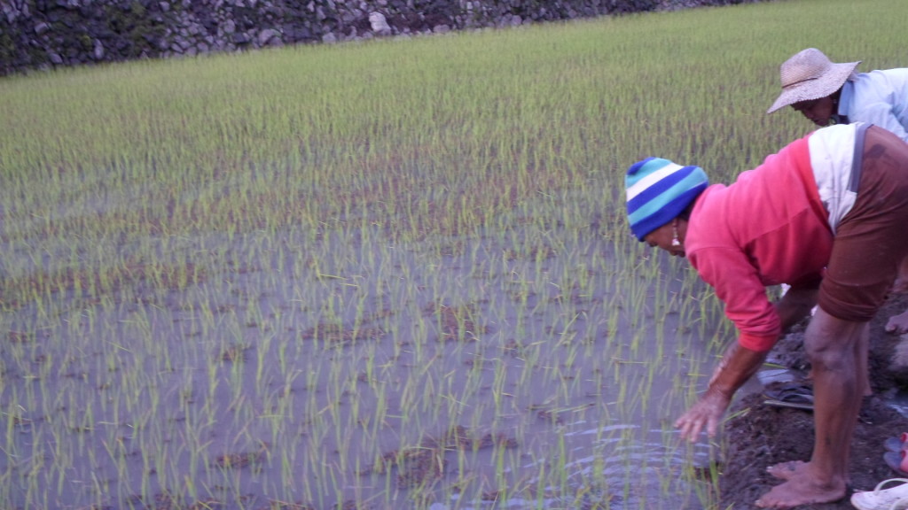 campos de arroz en Filipinas