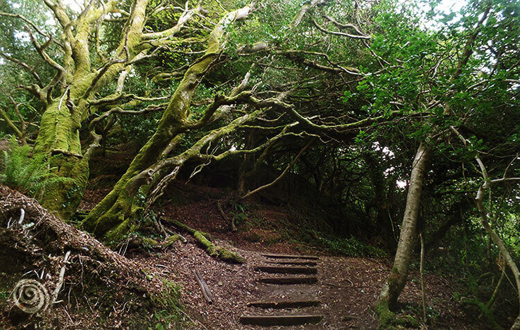 forest Knockomagh Wood Nature Reserve near Skibbereen (West Cork, Ireland)